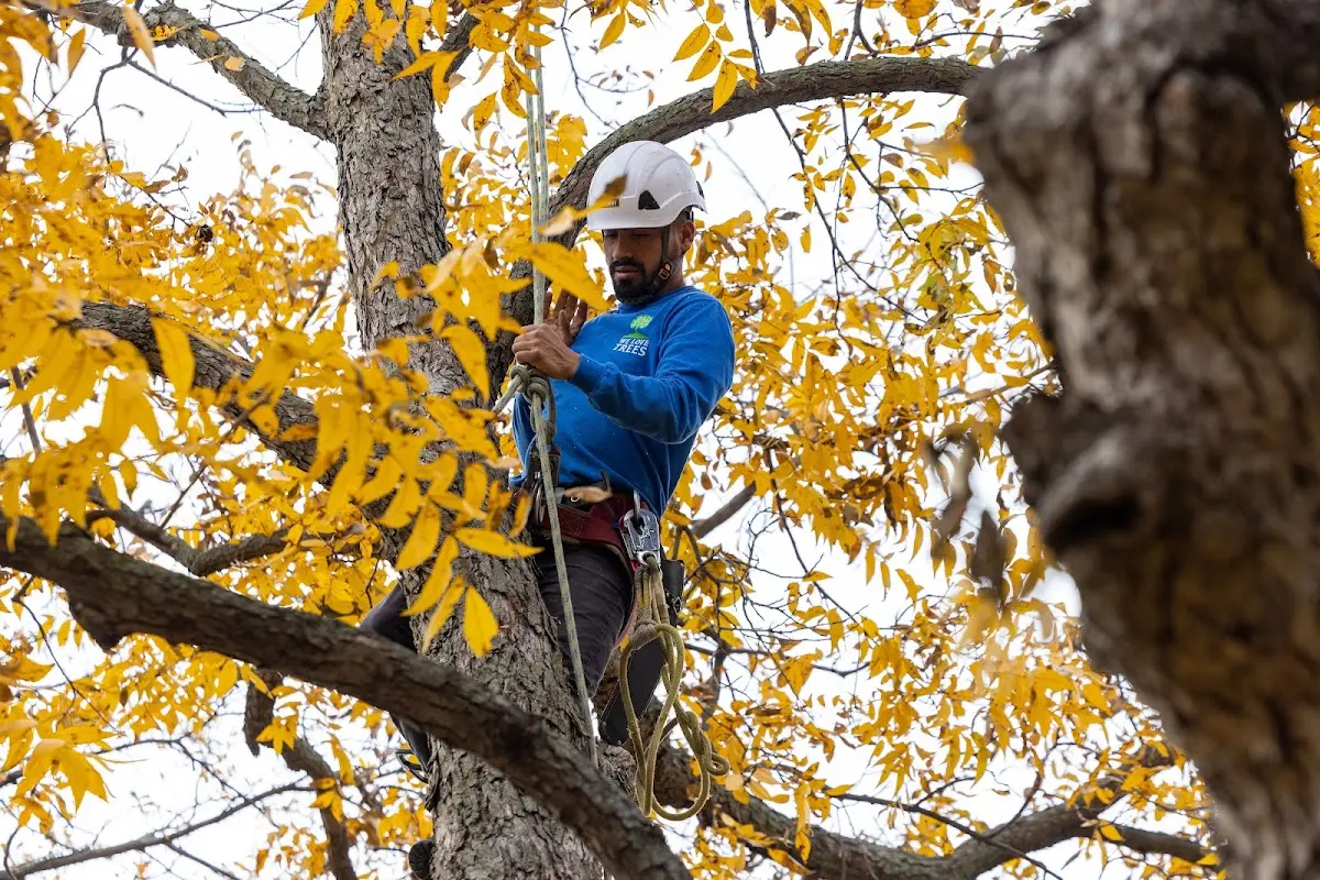 Skilled Storm Damage Cleanup crew working in Shady Spring